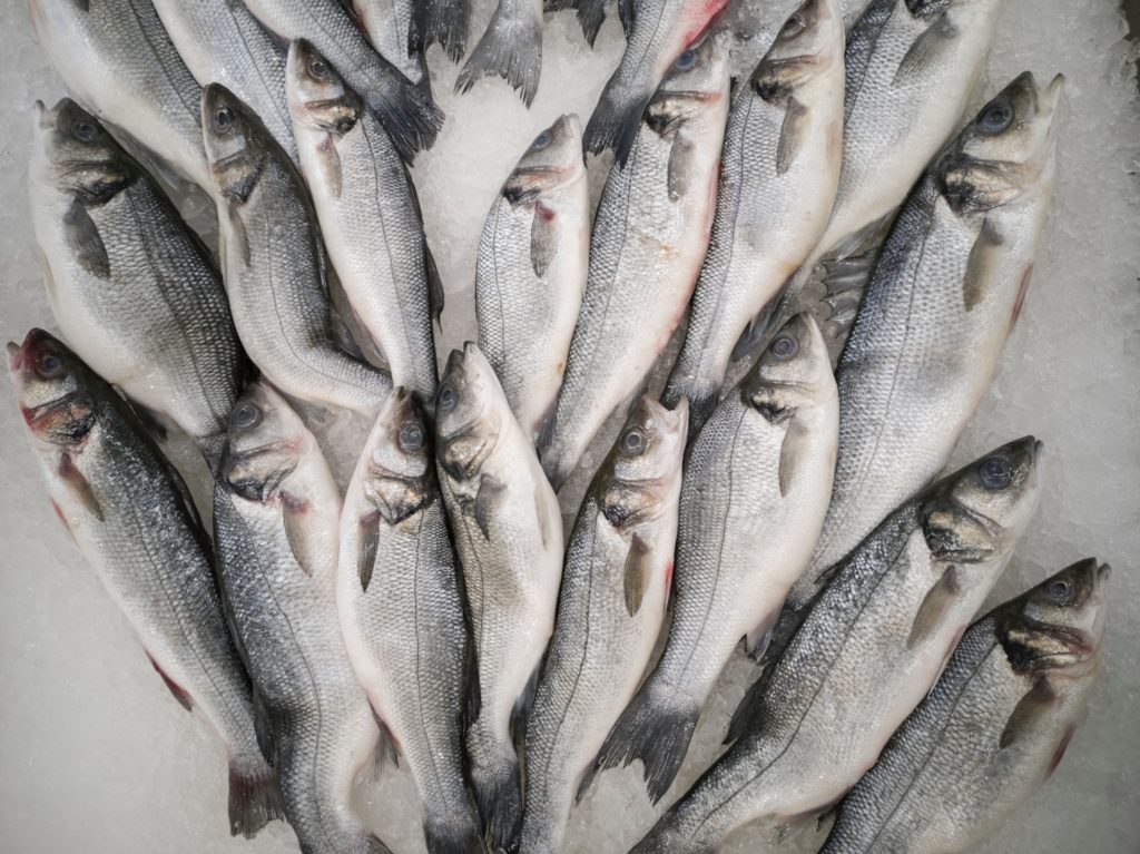 Loup en Méditerranée : un poisson convoité mais important pour l’écosystème marin